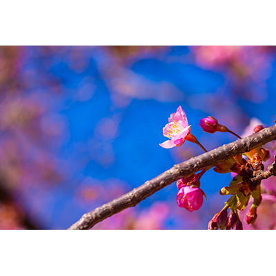 Thumbnail Image 1