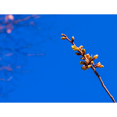 Thumbnail Image 1