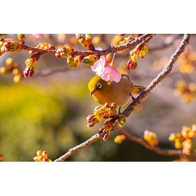 Thumbnail Image 1