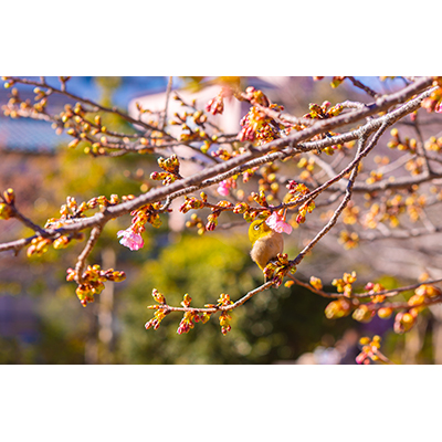 Thumbnail Image 1