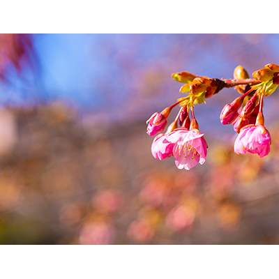 Thumbnail Image 1