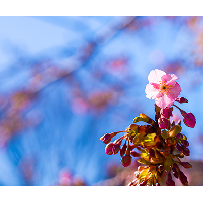Thumbnail Image 1