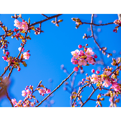 Thumbnail Image 1