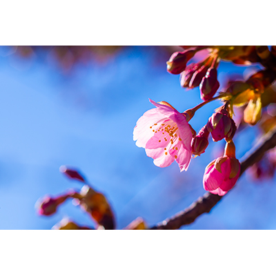 Thumbnail Image 1