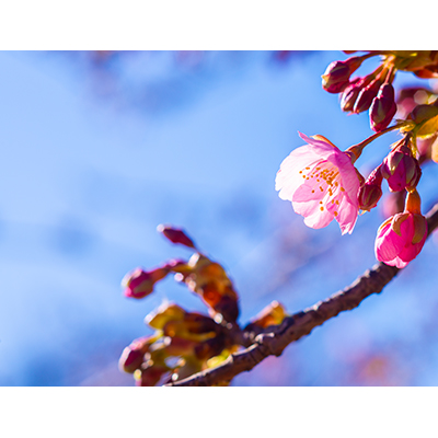 Thumbnail Image 1