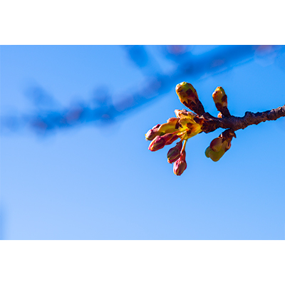 Thumbnail Image 1