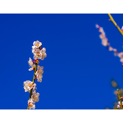 Thumbnail Image 1