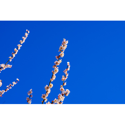Thumbnail Image 1