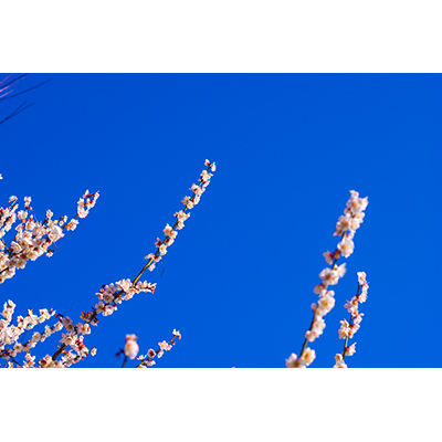 Thumbnail Image 1