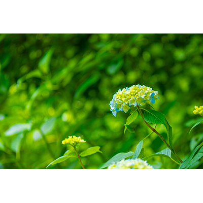 Thumbnail Image 1