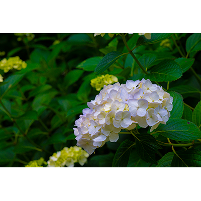 Thumbnail Image 1