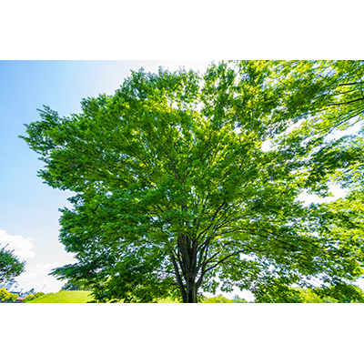 Thumbnail Image 1