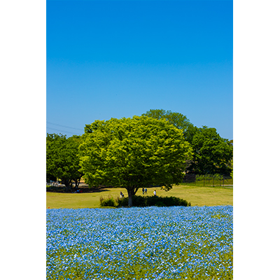 Thumbnail Image 1