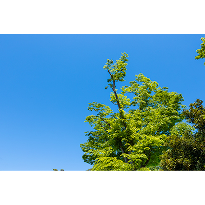 Thumbnail Image 1