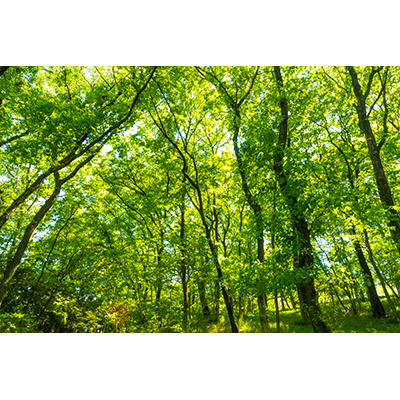 Thumbnail Image 1