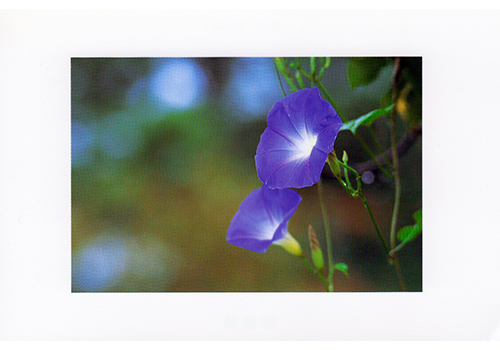 Thumbnail Image 1