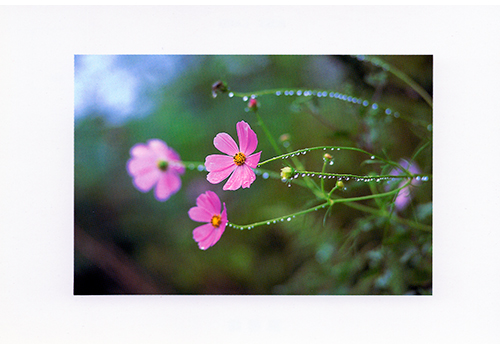 Thumbnail Image 1