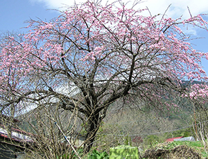 Thumbnail Image 1