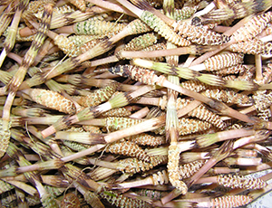 Thumbnail Image 1