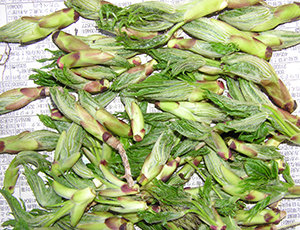 Thumbnail Image 1