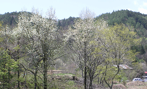 Thumbnail Image 1