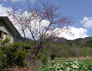 Thumbnail Image 1