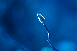 Thumbnail Image 1