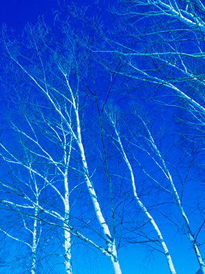 Thumbnail Image 1
