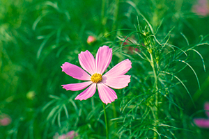 Thumbnail Image 1