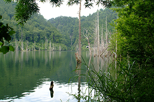 Thumbnail Image 1