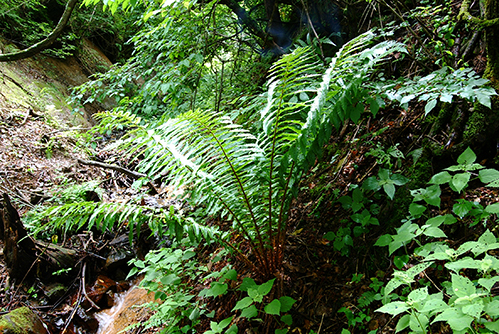 Thumbnail Image 1