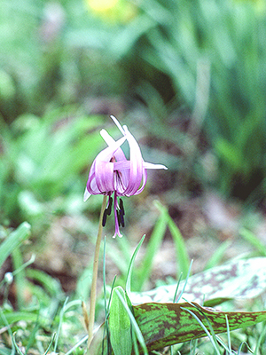 Thumbnail Image 1