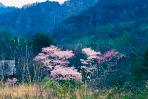 Thumbnail Image 1