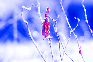 Thumbnail Image 1