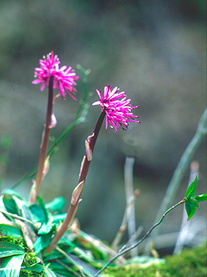 Thumbnail Image 1