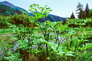 Thumbnail Image 1