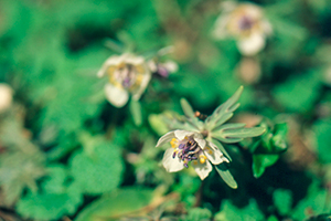 Thumbnail Image 1