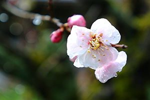 Thumbnail Image 1