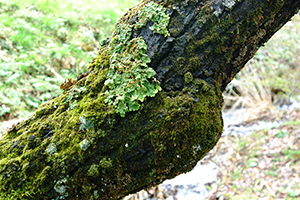 Thumbnail Image 1