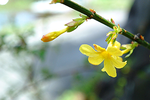Thumbnail Image 1