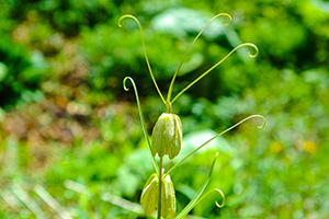 Thumbnail Image 1