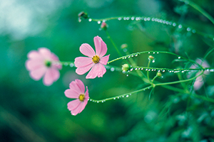Thumbnail Image 1