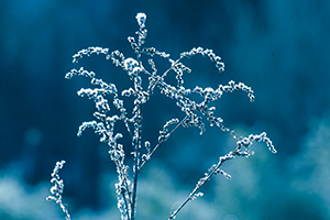 Thumbnail Image 1