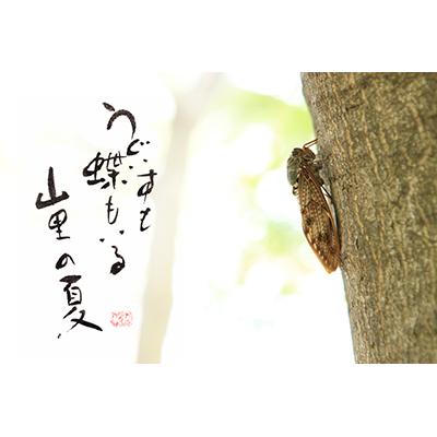 Thumbnail Image 1